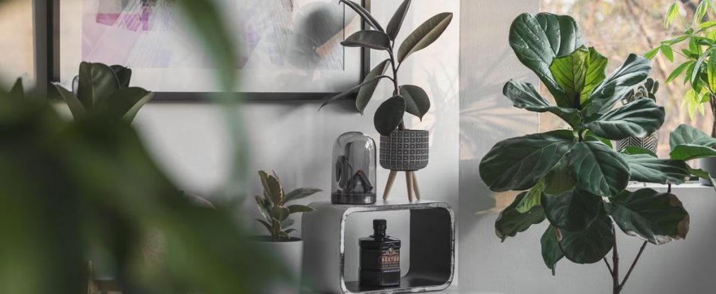 Stylish indoor space with lush houseplants and modern decor elements in natural light.